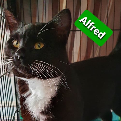 Alfred