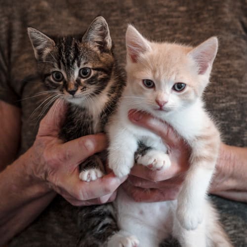 Violet & Van ~ 7 w/o kittens (on trial 20/10/20)