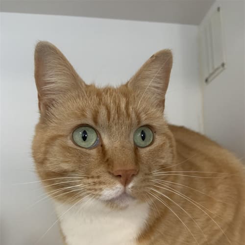 Ginger