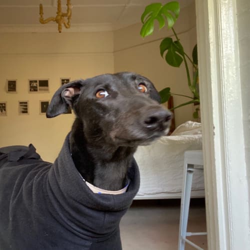 Sam
