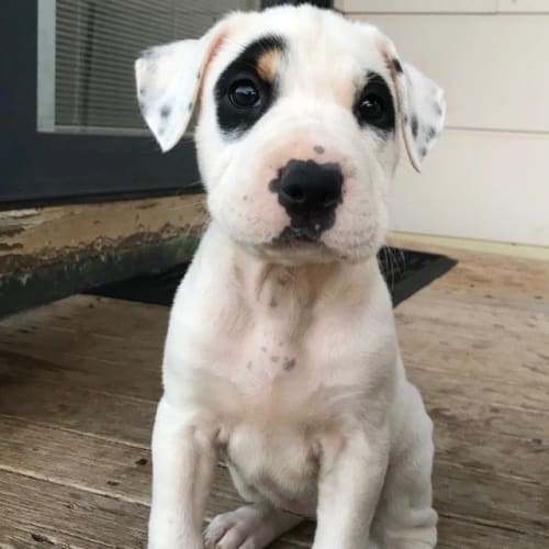 Domino