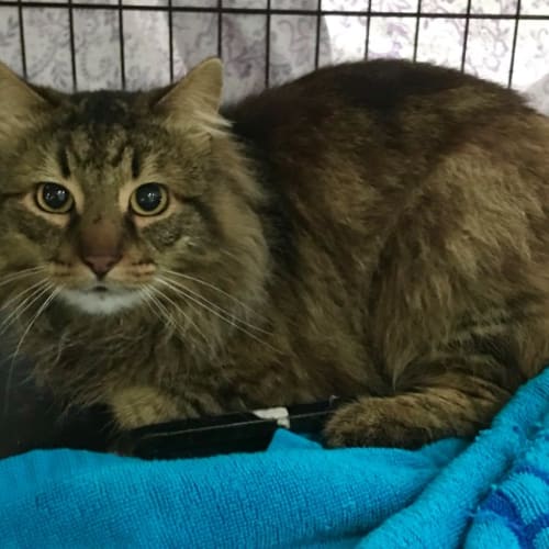 George The Part Maine Coon Cat!