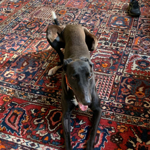 Mauri