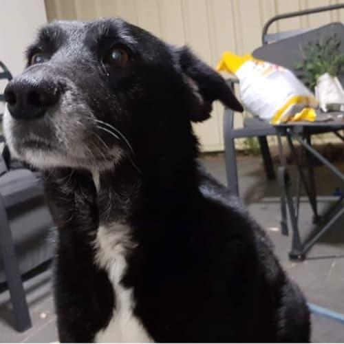 Zeus 