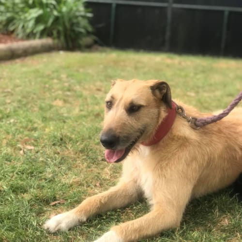 Brandi ~ 2.5yr Old Wolfhound X (Trial 31/10/20)