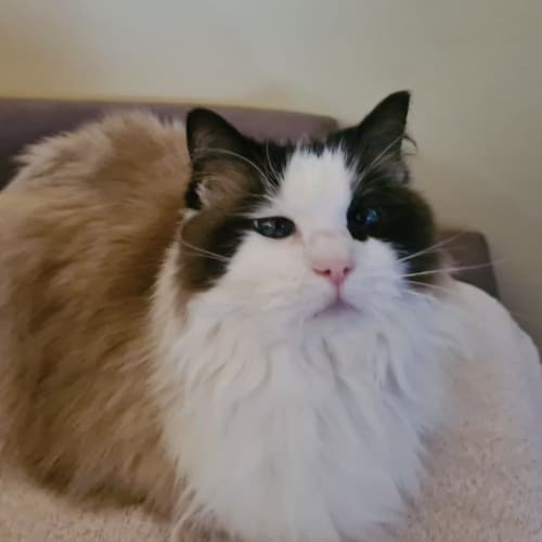 Bella