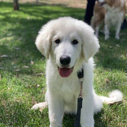 Enzo