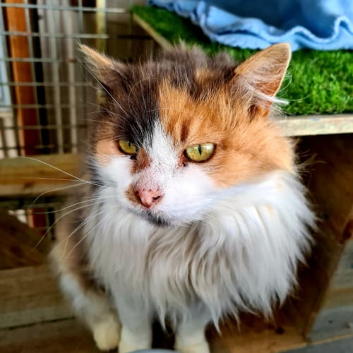 Gracie