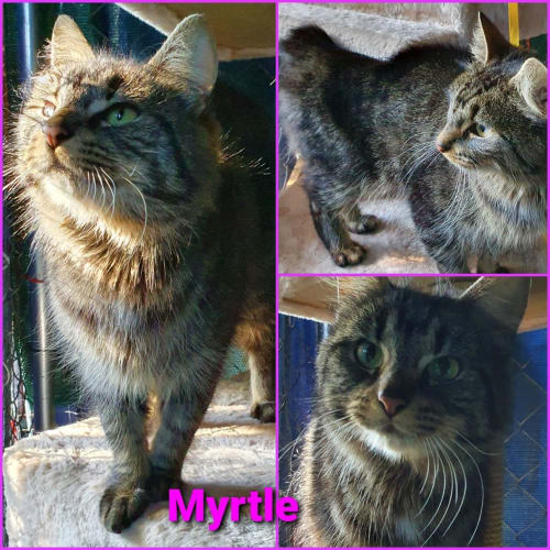 Myrtle