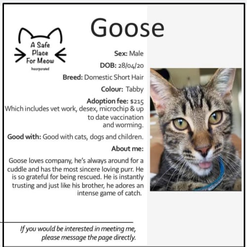 Goose