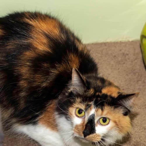 2452 – Patches - Domestic Short Hair Cat