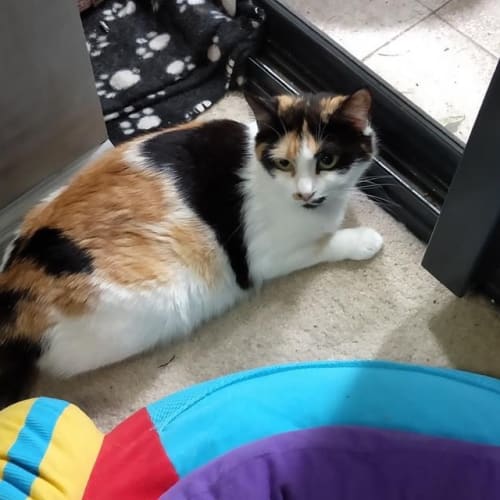 Annie  - Domestic Short Hair Cat