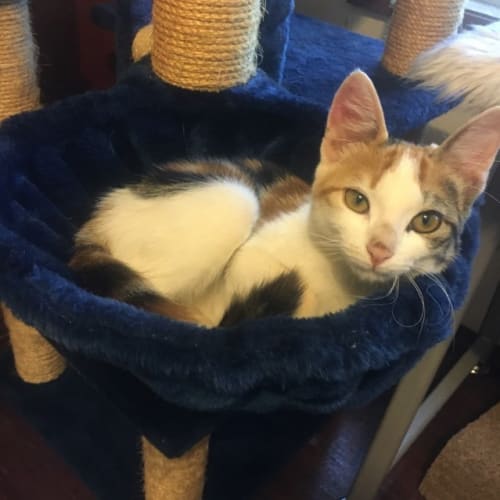 Marmalade