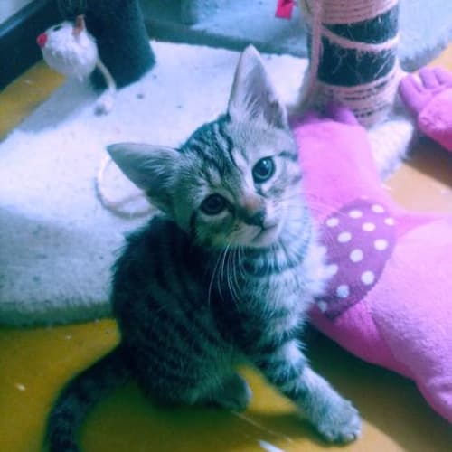 Tiggy