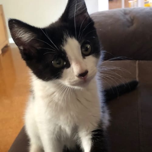 Cleo