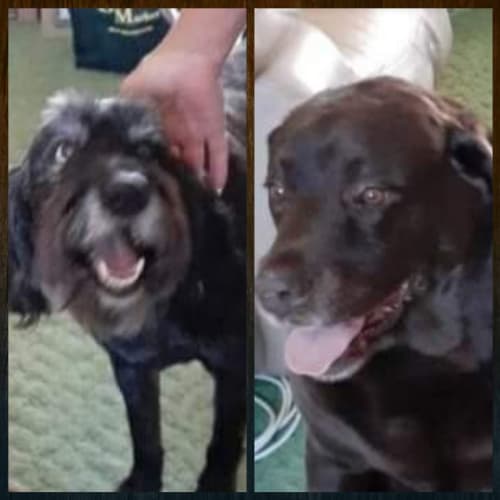 Ben & Cee Dee - On Trial