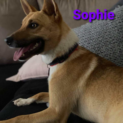 Sophie