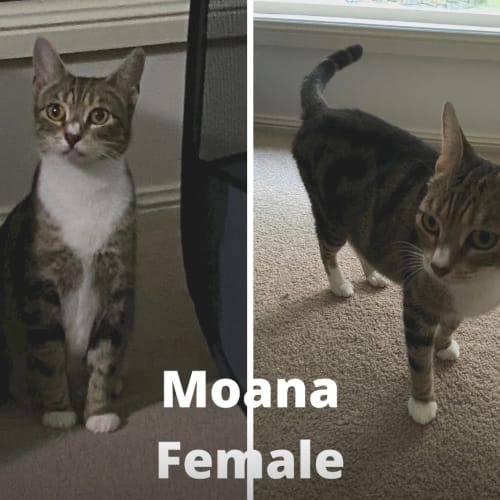 Moana  - Domestic Short Hair Cat
