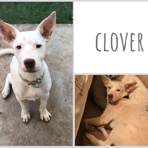 Clover