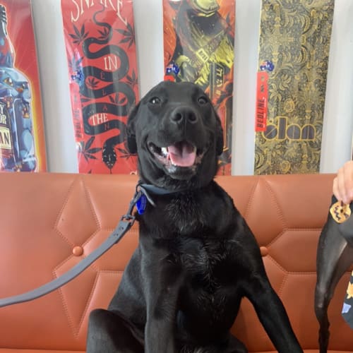 Rosie ~ 1yr Old Cattle X (review apps 5/11/20)
