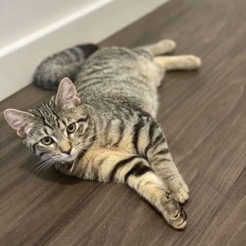 Simba
