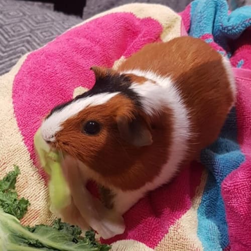 Pippa