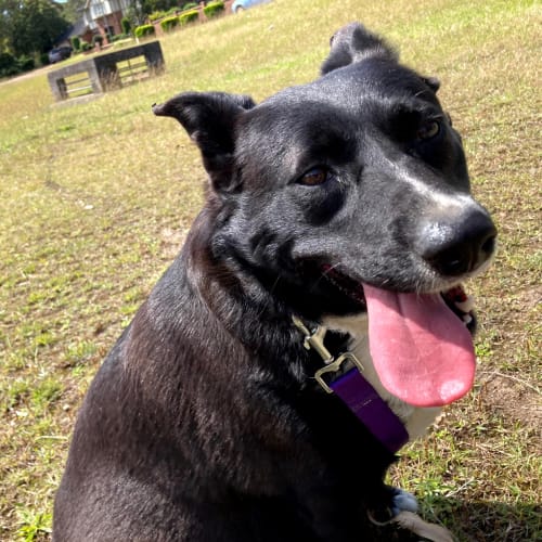 Sparkey ~ 2yr Old Kelpie X (Trial 20/01/21)