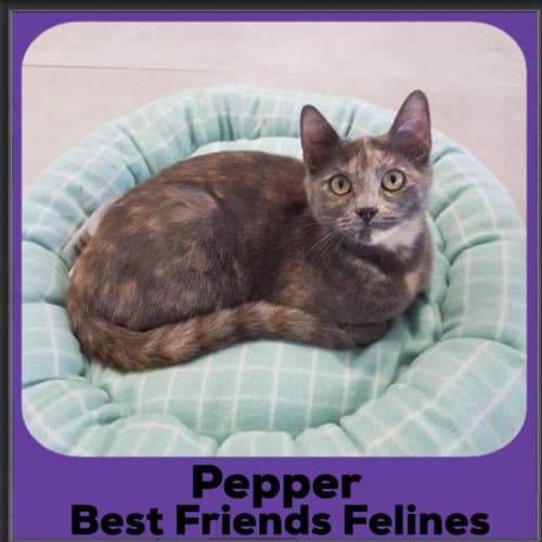 Pepper 