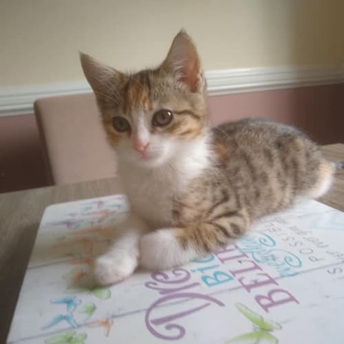 Tabitha