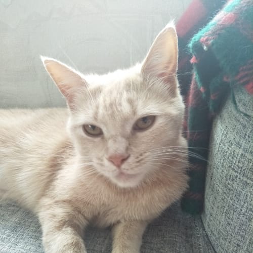 Nala