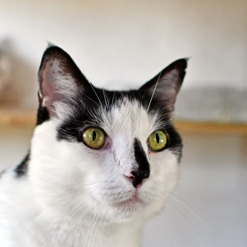 Domino 