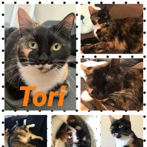 Tori