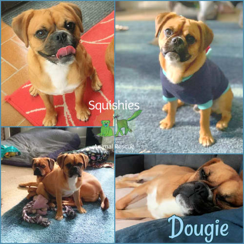 🐾 Dougie 🐾