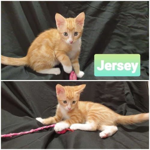 Jersey