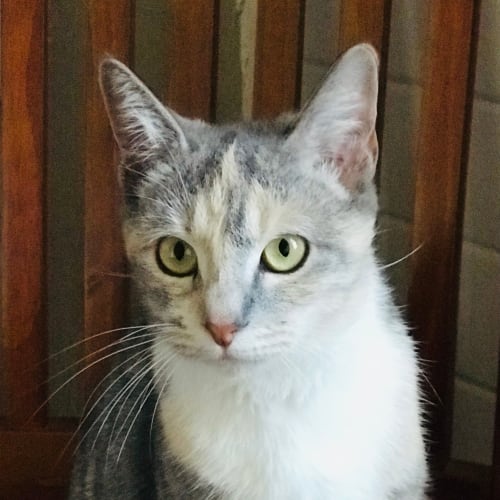 Sylvie ~1yr Old Tortoishell Cat(On Trial 20/11/20)