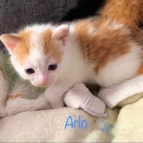 Arlo