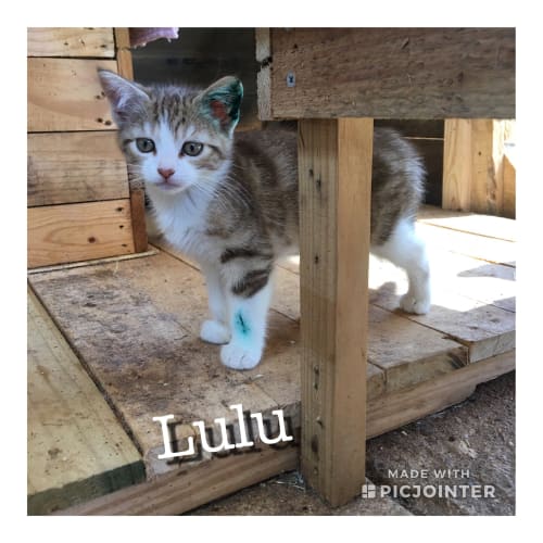 Lulu