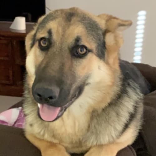 Sasha - Meet and Greet organised