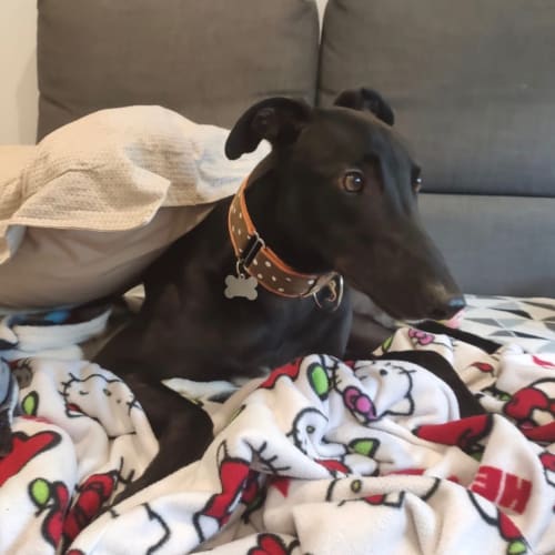 Milo