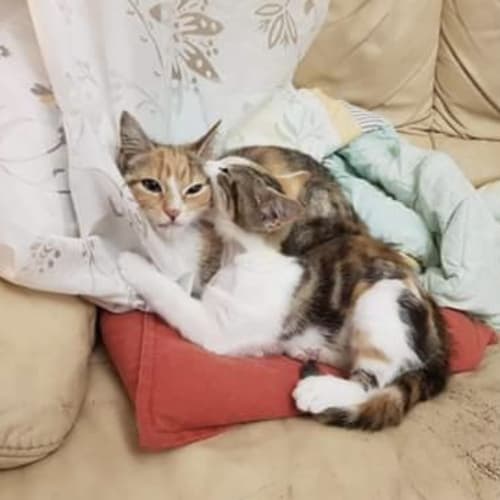 Latte & Pumpkin Spice