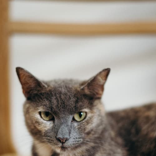 Flora ~ 3 year old cat (on trial 14/2/21)