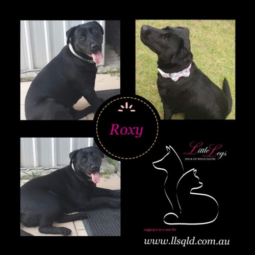Roxy