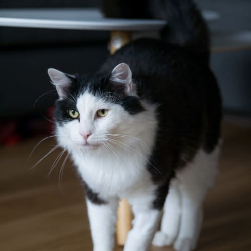Wilson Purrkit