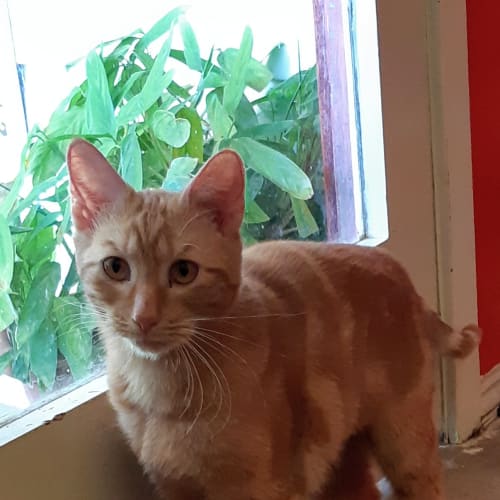 Apricot