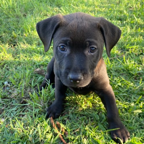 Isla