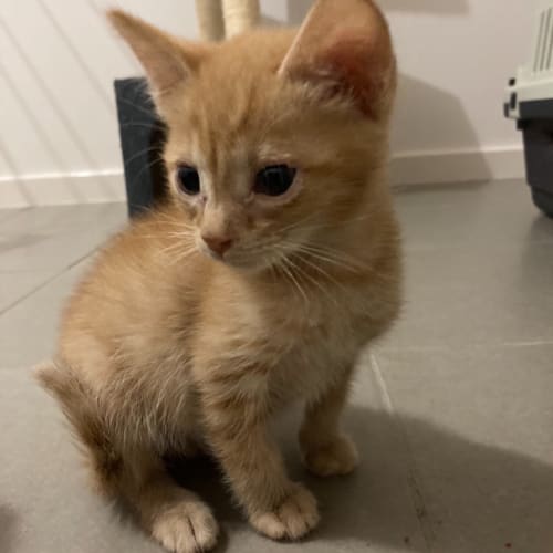 Alfie