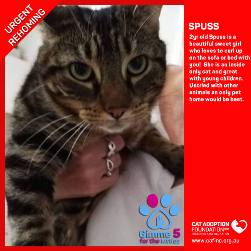 Spuss