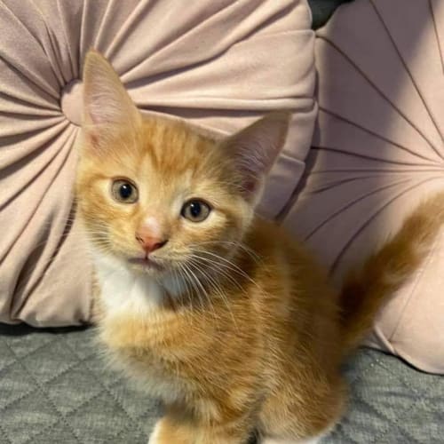 Milo 