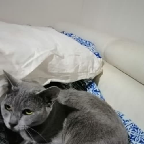 Gracie Burmese
