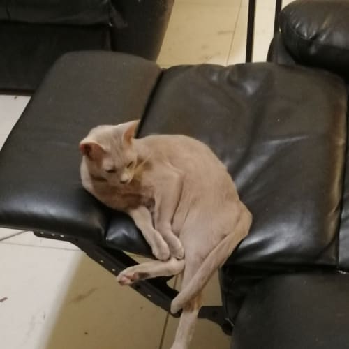 Mavis Burmese